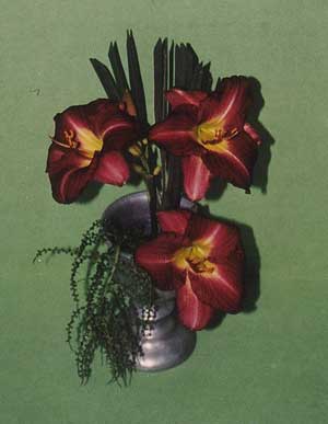 Design-D-Shirley