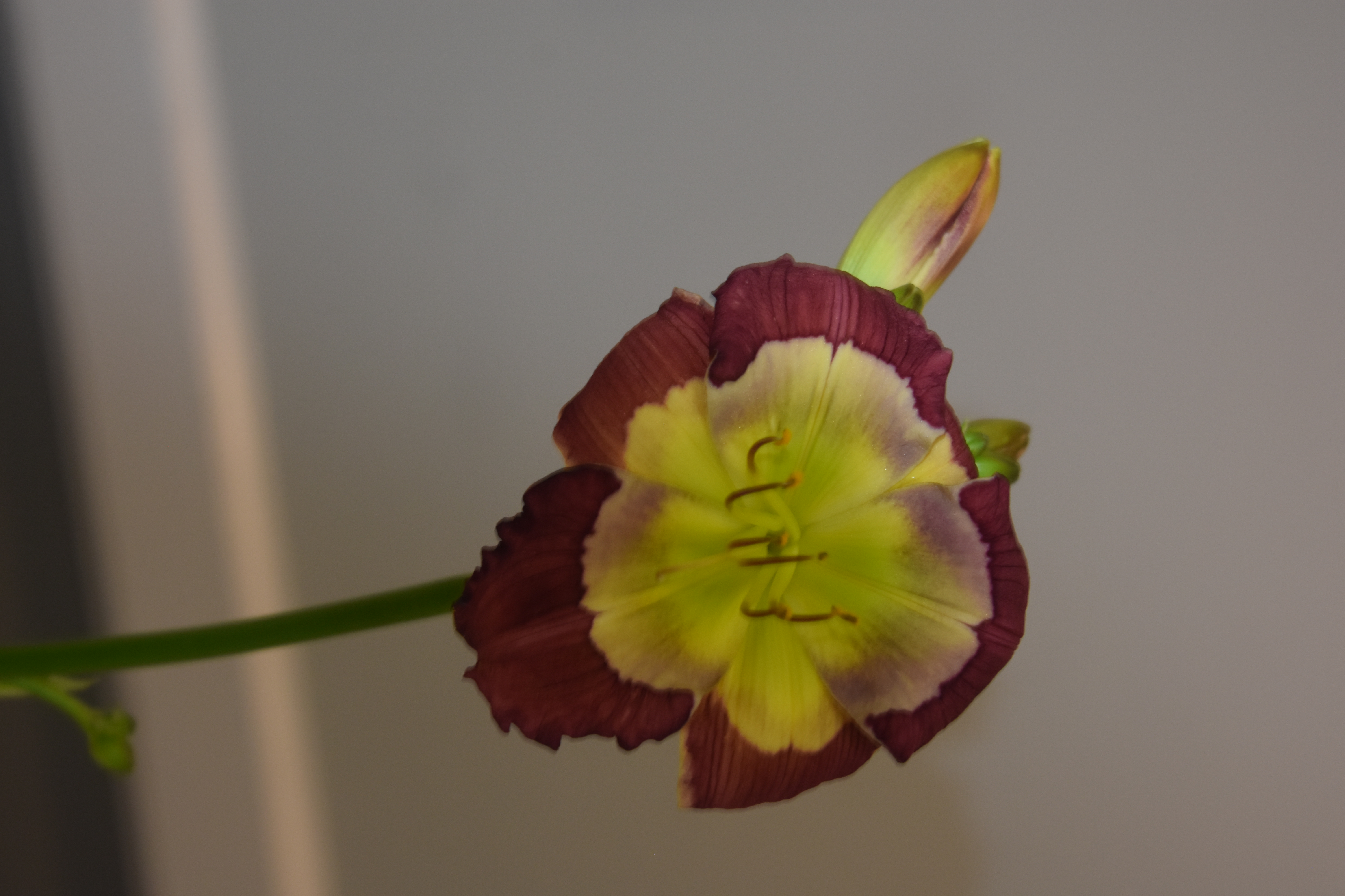 Lori sGarrett Seedling