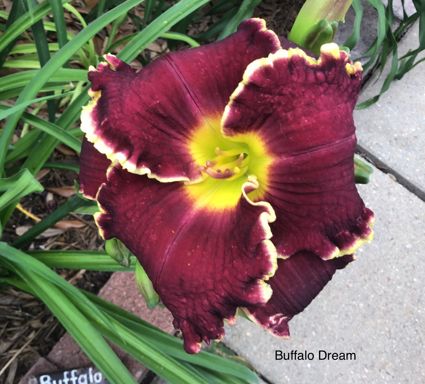 Buffalo Dream Buffalo Dream