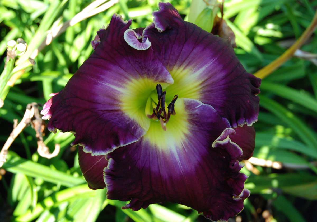 Grape Sensation
