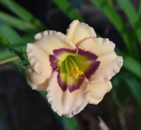 Gulf Coast Pansy