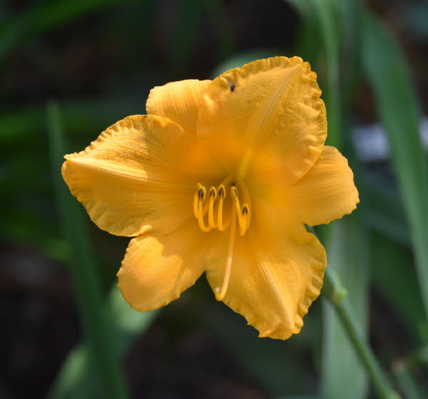 Little Orange Tex