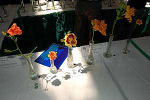 B7---LSDS-08-Flower-Show---