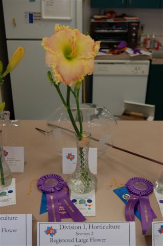 LSDS - 2009 Flower Show - Large Winner - Singular Sensation - Art and Nina Imperial